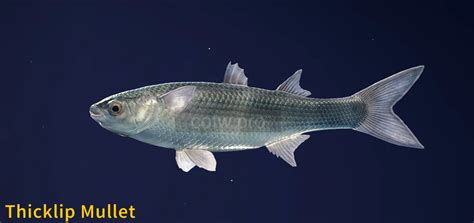 Thicklip Mullet Fish Species Cotw The Angler Wiki