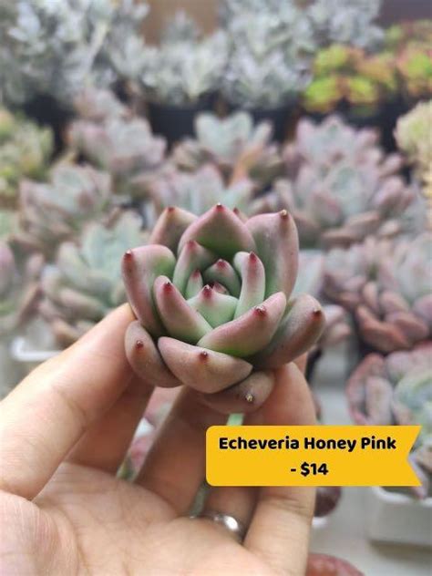 Dec Succulents Graptoveria Echeveria Graptopetalum Sedeveria