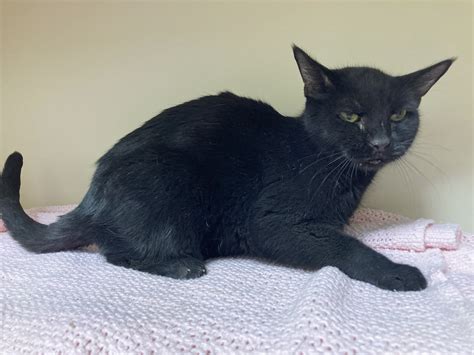 New animal rescue projects will be led by the famous emily from dr pol 22