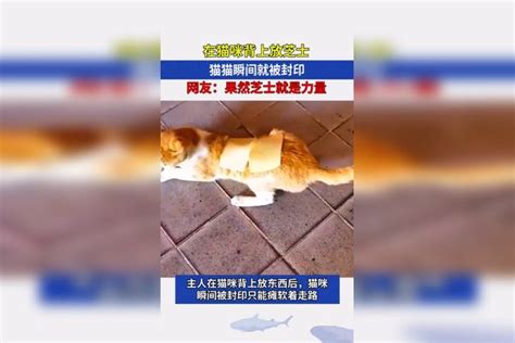 在猫咪背上放芝士，猫猫瞬间就被封印，网友：果然芝士就是力量！猫猫瞬间猫咪