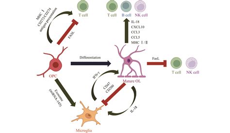 New Insights Into The Immunologic Role Of Oligodendrocyte Lineage Cells