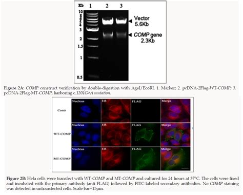 exome sequencing reveals  recurrent dn mutation   comp