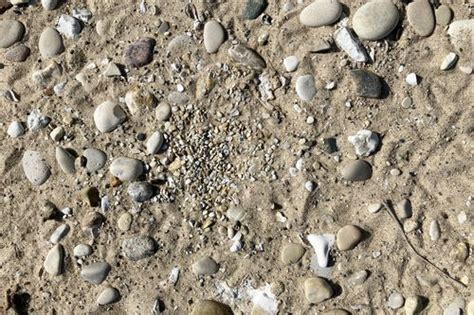 Endangered Piping Plovers Flourish Under Tribes Watch On Remote Lake