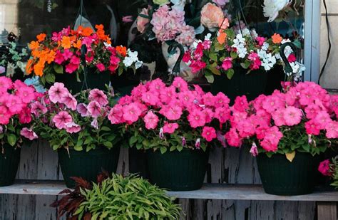 Alegría del hogar tips curiosos de una de las plantas más populares en