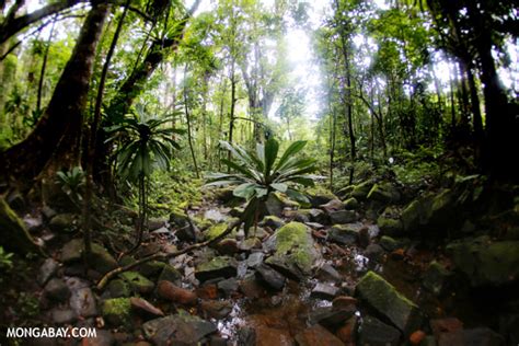 Best of 2012 - Rainforest of Madagascar's Masoala Peninsula