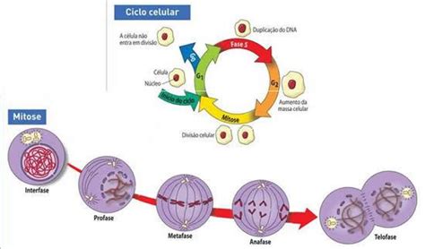 Laboratorio De Biologia Ciclo 2018 19 Prepa No 7 Ciclo Celular Y