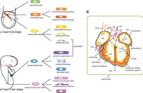 1 Lineage of cardiac cell types. Schemes summarising the lineage tree ...