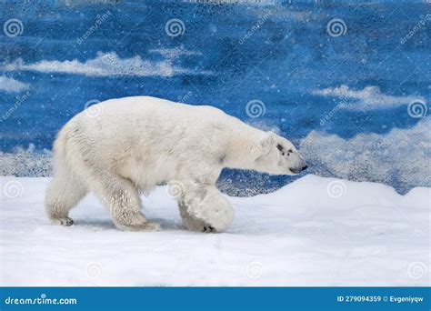 Polar bear on snow stock image. Image of blue, walking - 279094359