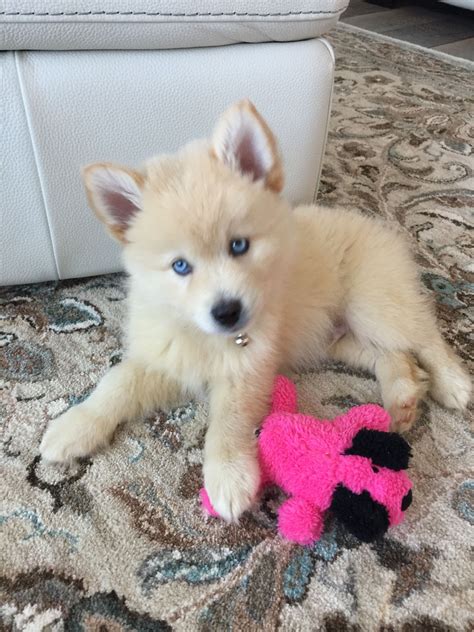 Pomsky Puppies For Sale Artofit