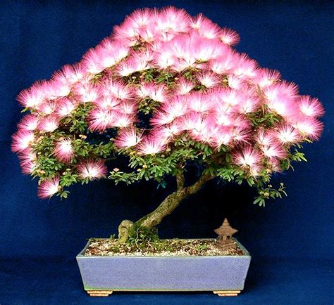 Bonzai Mimosa Tree Seeds 10 Silky Etsy