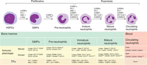 Neutrophil Maturation Sequence