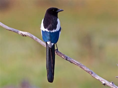 Black Billed Magpie Celebrate Urban Birds