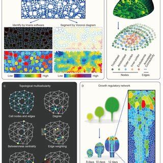 Plant Multicellular Network At The Mesoscopic Scale A Cell