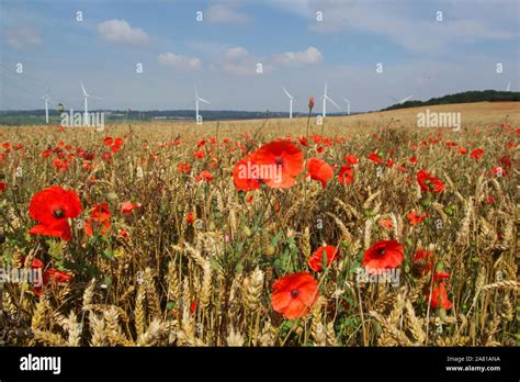 Flanders poppy Fields Stock Photo - Alamy