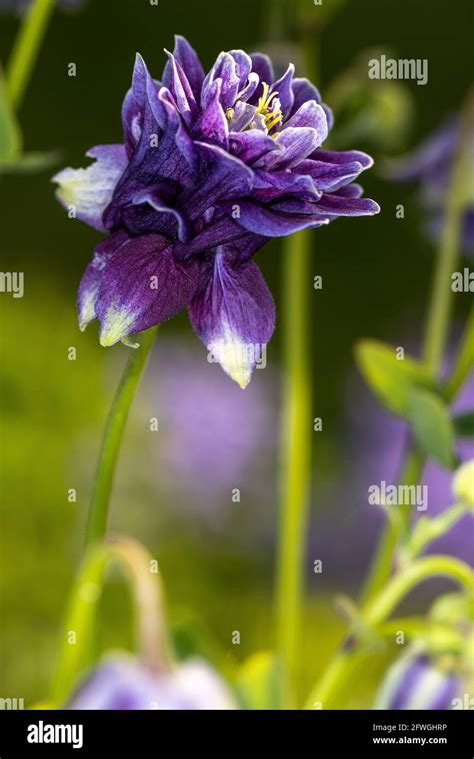 Aquilegia Caerulea Vulgaris Christa Barlow Stock Photo Alamy