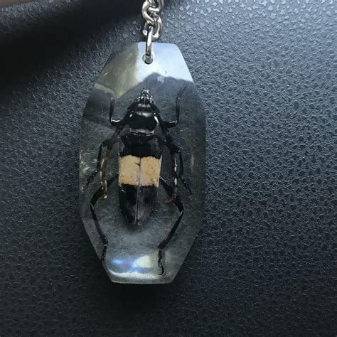 Can anyone identify this beetle? : r/Beetles