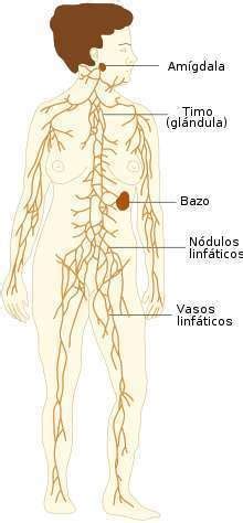 Sistema Linfatico Mind Map