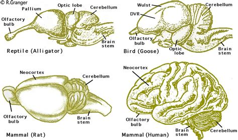 Brain Engineering Laboratory Brain Areas Brain Diagram Brain