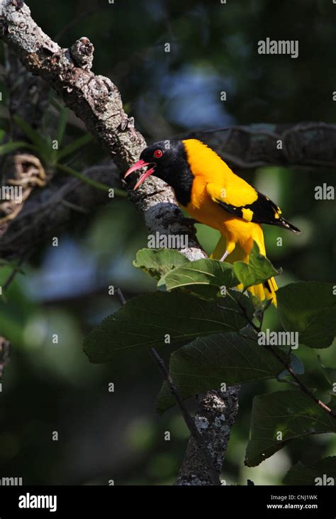 Black Hooded Oriole Oriolus Xanthornus Ceylonensis Endemic Race