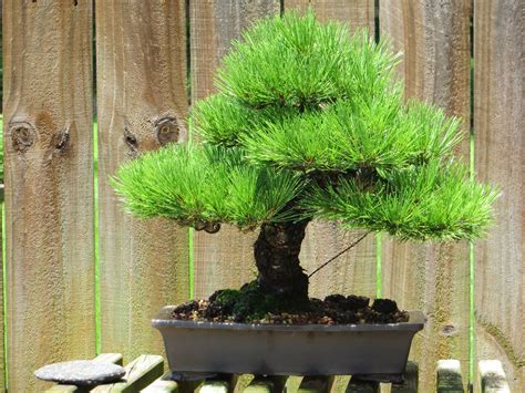 Japanese Black Pine Bonsai Nut