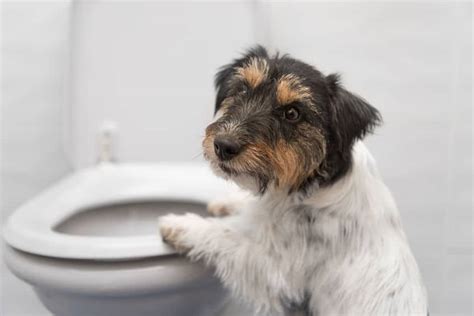 Comment apprendre la propreté à son chiot Espritdog