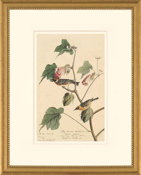 Audubon S Watercolors Octavo Pl Bay Breasted Warbler Audubon S