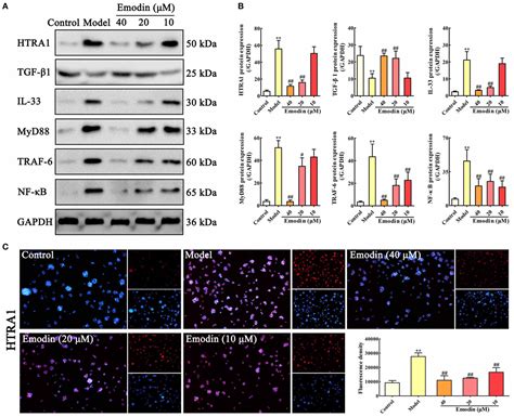 Frontiers Emodin Alleviates Sodium Taurocholate Induced Pancreatic