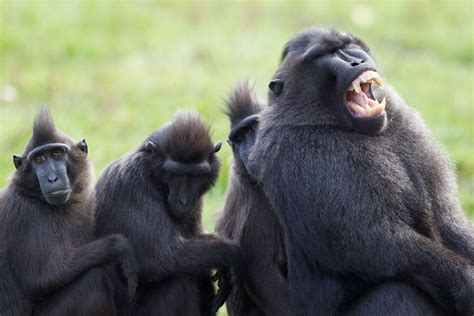 Macaque - Dublin Zoo