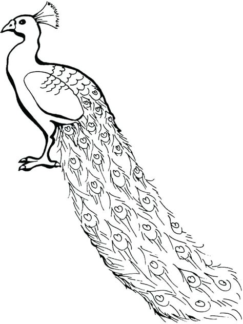 Peacock Bird Drawing | Free download on ClipArtMag