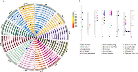 Genome Wide Association Analysis A Circos Plot Diagram Showing