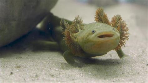 Mexican Nuns Work to Save Endangered Salamander