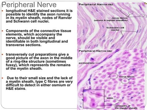 Histology Of Nerve System Ppt