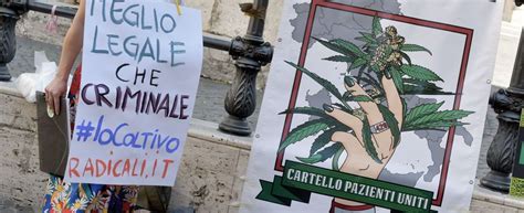 Cannabis Legalizzata Il Coraggio Di Una Scelta HuffPost Italia