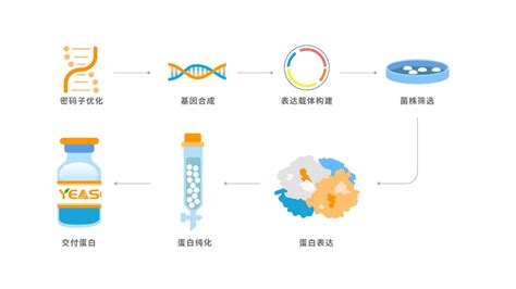 重组蛋白表达及纯化服务 从基因合成、载体构建到蛋白表达及纯化的一站式服务