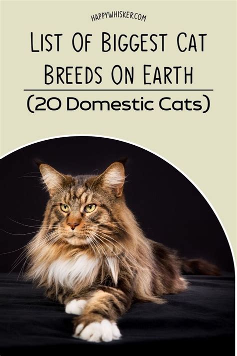 List Of Biggest Cat Breeds On Earth (20 Domestic Cats) Types Of Cats Breeds, Exotic Cat Breeds ...