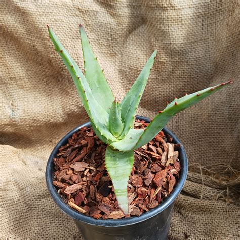 Aloe Thraskii X Ferox 1ga Dryoasisplants