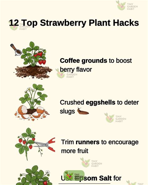 Tiny - 🍓🌿 Master your strawberry harvest with these 12 easy hacks! 🌸
