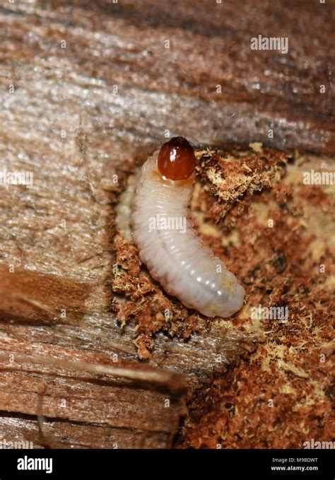 Bark Beetle Larvae Hi Res Stock Photography And Images Alamy