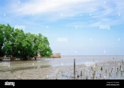 Green Mangrove Tree Planting In Mangrove Forest Mangrove Ecosystem