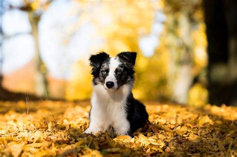 A Miniature Herding Dog: Mini Australian Shepherd | PetvBlog