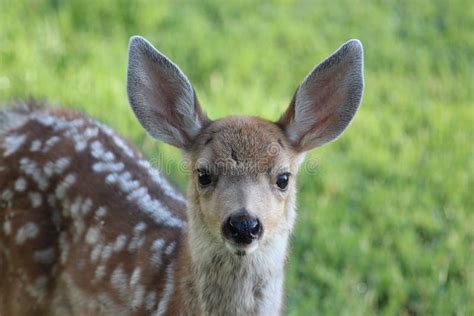 Mule deer fawn stock photo. Image of summer, muledeer - 48268504