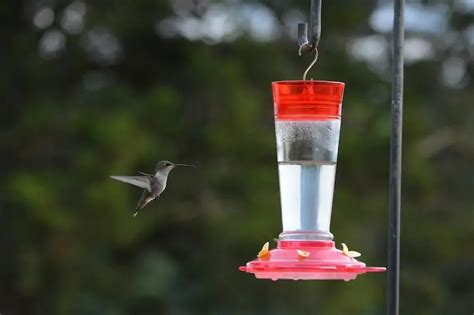 How Often to Change Your Hummingbird Feeder (Tips) - Bird Feeder Hub