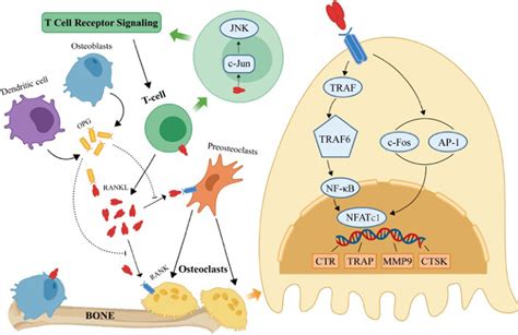 Rank Rankl Opg Pathway Map Activated T Cells Induce The Activation Of Download Scientific