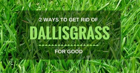 Ways To Get Rid Of Dallisgrass For Good