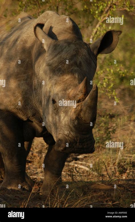 White Rhino Africa Stock Photo - Alamy