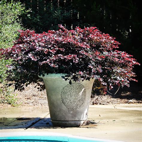 Crimson Fire Loropetalum For Sale Online The Tree Center