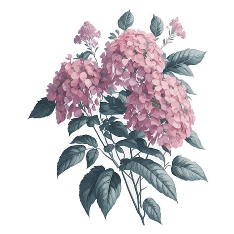 Premium Vector Vector Watercolor Oakleaf Hydrangea Clipart Floral Blossom