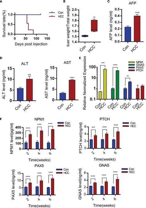 Frontiers Establishment Of A Novel Mouse Hepatocellular Carcinoma