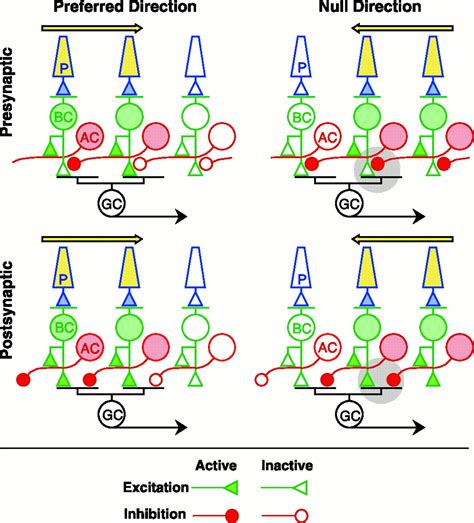 Dendritic Computation Of Direction Selectivity By Retinal Ganglion