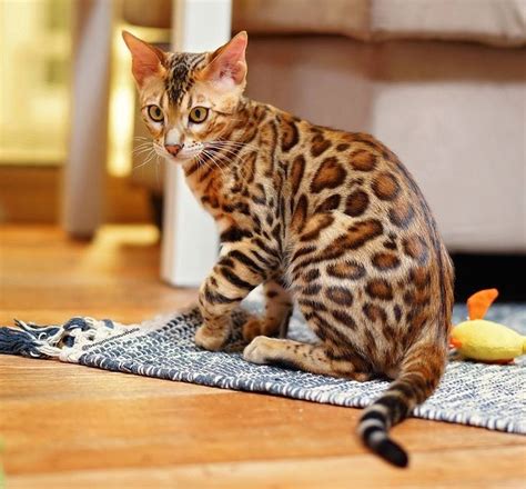 Are Teacup Bengal Cats A Thing? – CatsInfo